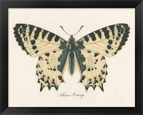 Framed Natures Butterfly I Print