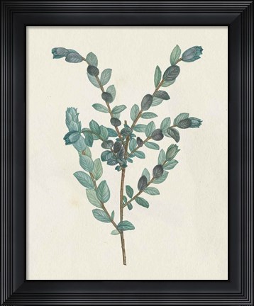 Framed Victorian Garden Greenery II Print