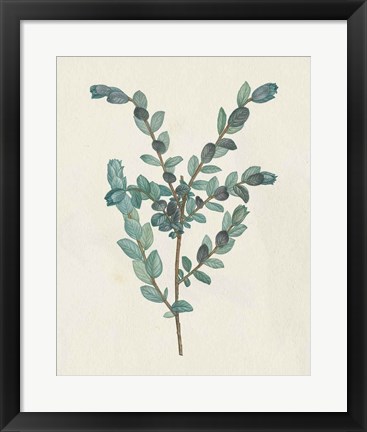 Framed Victorian Garden Greenery II Print