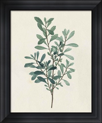 Framed Victorian Garden Greenery I Print