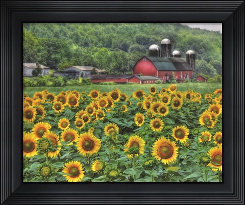 Framed Sunflower Farm Print
