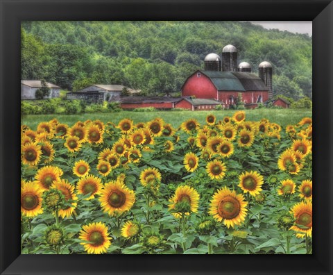 Framed Sunflower Farm Print