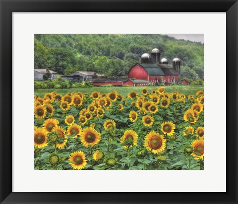 Framed Sunflower Farm Print