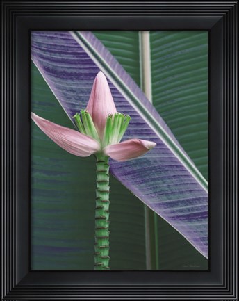 Framed Banana Flower Print