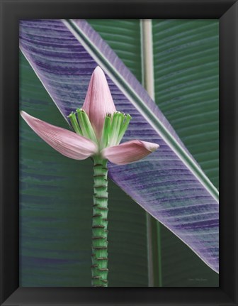 Framed Banana Flower Print