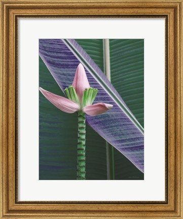 Framed Banana Flower Print