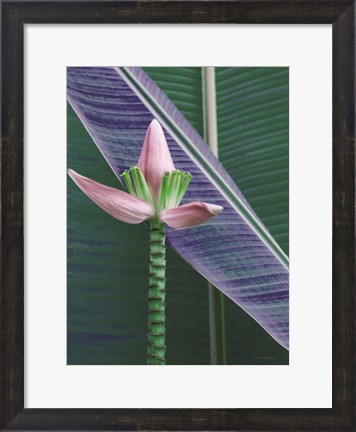 Framed Banana Flower Print