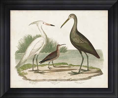 Framed Waterbird Trio I Print