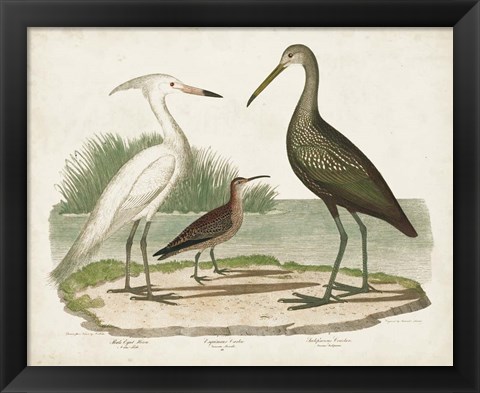 Framed Waterbird Trio I Print