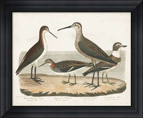 Framed Waterbird Trio II Print