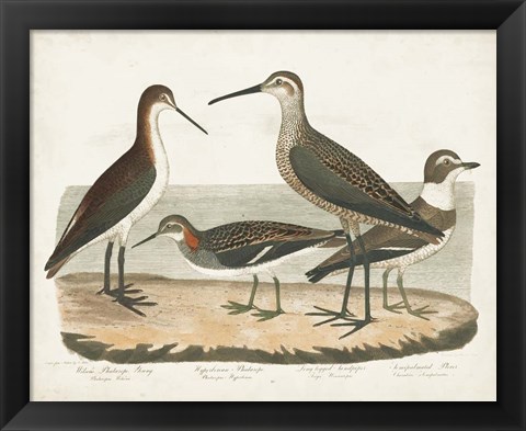 Framed Waterbird Trio II Print