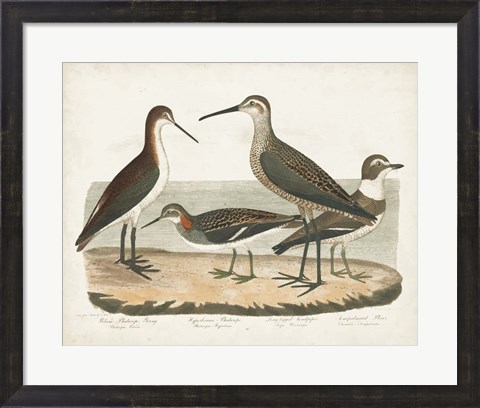 Framed Waterbird Trio II Print