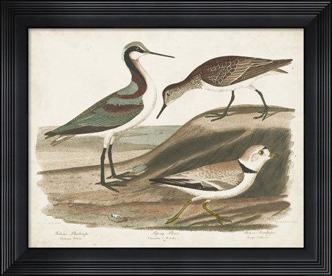 Framed Waterbird Trio III Print