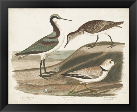 Framed Waterbird Trio III Print