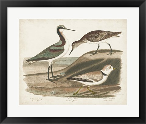 Framed Waterbird Trio III Print