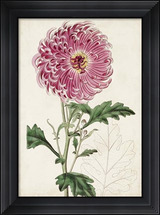 Framed Garden Gems I Print