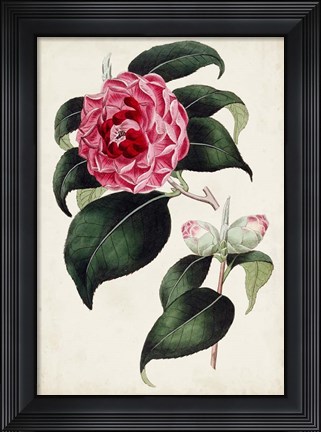 Framed Garden Gems II Print