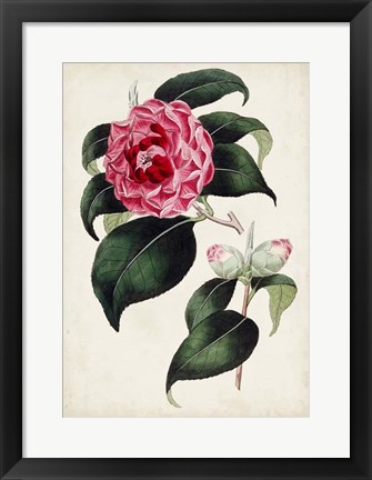 Framed Garden Gems II Print