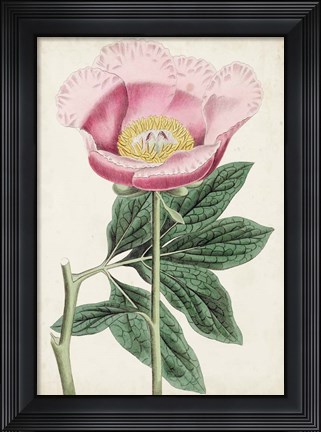 Framed Garden Gems III Print