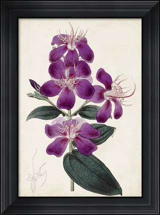 Framed Garden Gems IV Print