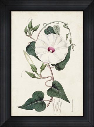 Framed Garden Gems V Print