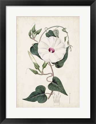 Framed Garden Gems V Print