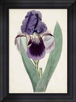 Framed Garden Gems VI Print