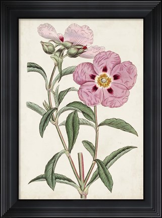 Framed Garden Gems VII Print