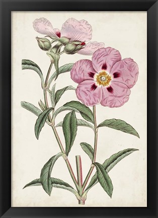 Framed Garden Gems VII Print