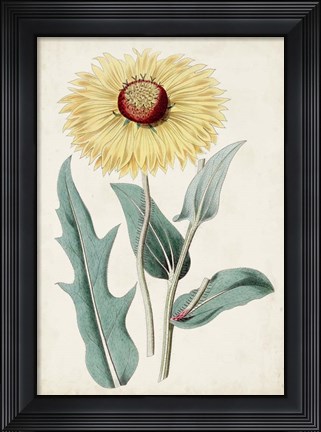 Framed Garden Gems VIII Print