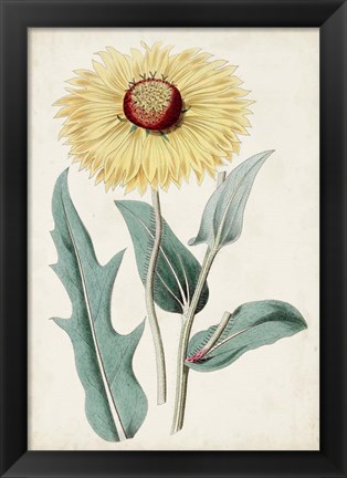 Framed Garden Gems VIII Print