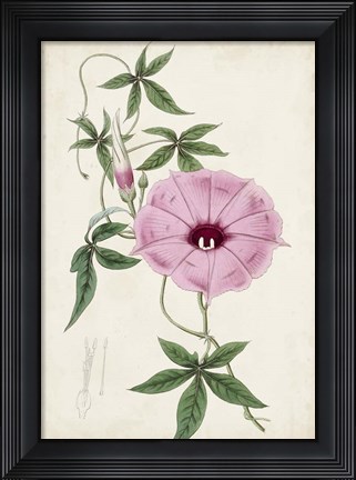 Framed Garden Gems IX Print