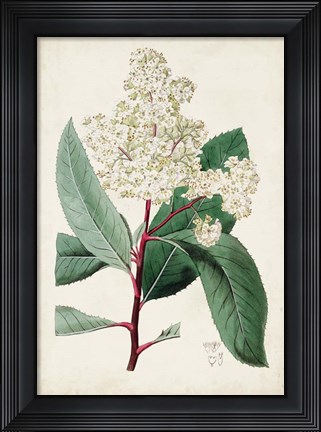 Framed Garden Gems X Print