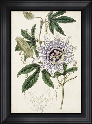 Framed Garden Gems XI Print