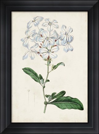 Framed Garden Gems XII Print