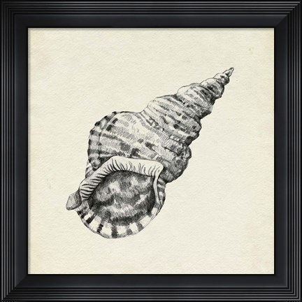 Framed Seashell Pencil Sketch I Print