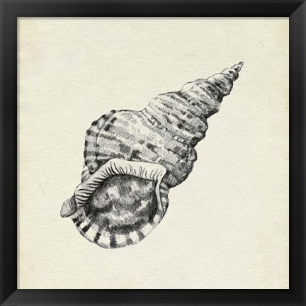 Framed Seashell Pencil Sketch I Print