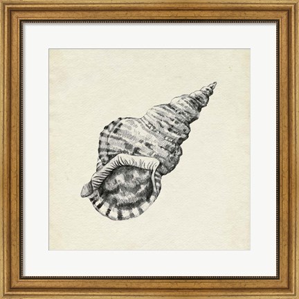 Framed Seashell Pencil Sketch I Print