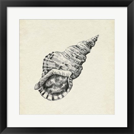 Framed Seashell Pencil Sketch I Print