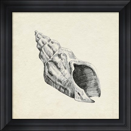 Framed Seashell Pencil Sketch II Print
