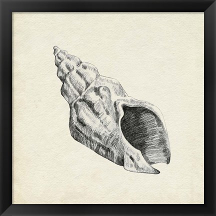 Framed Seashell Pencil Sketch II Print