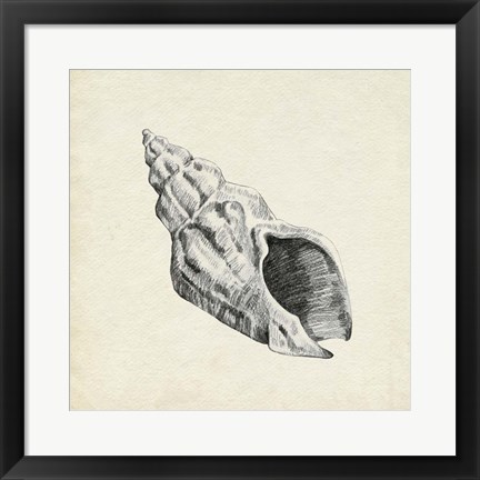 Framed Seashell Pencil Sketch II Print