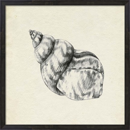 Framed Seashell Pencil Sketch III Print