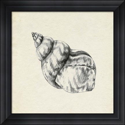Framed Seashell Pencil Sketch III Print