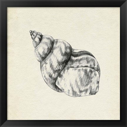 Framed Seashell Pencil Sketch III Print