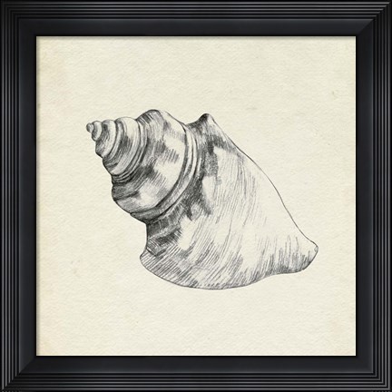 Framed Seashell Pencil Sketch IV Print