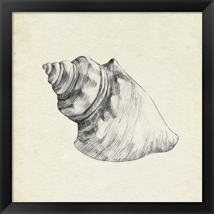 Framed Seashell Pencil Sketch IV Print