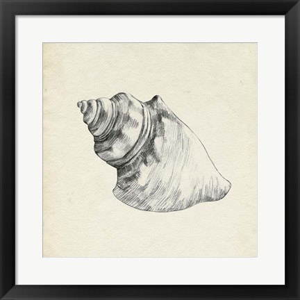 Framed Seashell Pencil Sketch IV Print
