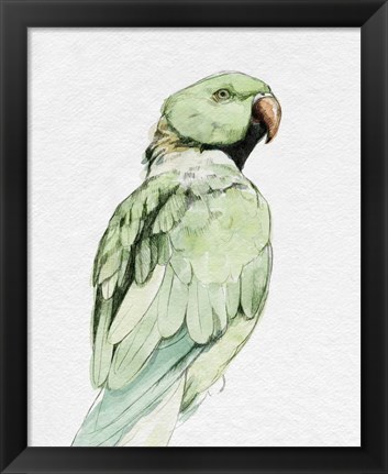 Framed Bright Parrot Portrait II Print