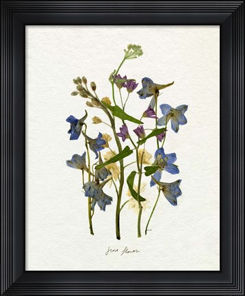 Framed Pressed June Arrangement II Print
